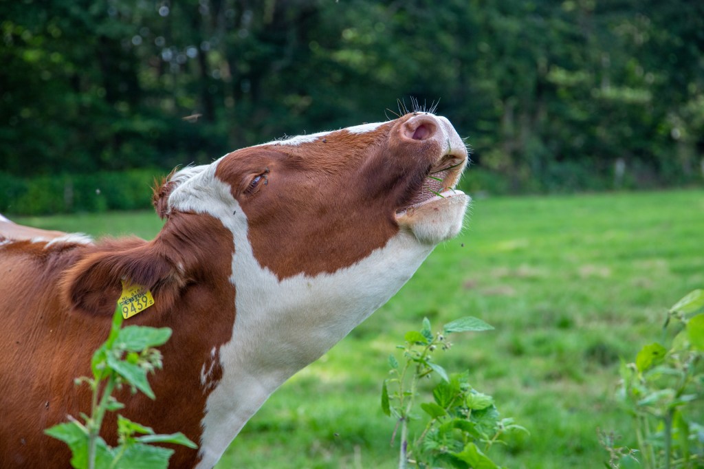 Making a prolonged moo that sounds like a "cow with horns" it can help you to have a bowel movement. Here, a brown and white cow with a yellow moon tag on her right ear.