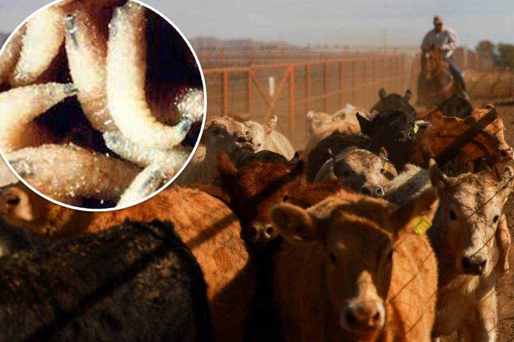 Invasion of flesh-eating worms threatens US beef supply: USDA