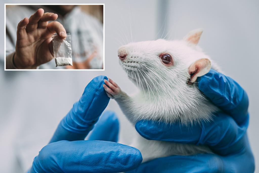 What scientists learned about addiction by giving rats cocaine